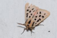 Chelis maculosa