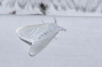 Leucoma salicis