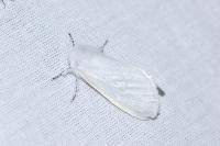 Leucoma salicis