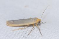 Manulea complana