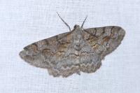 Alcis repandata