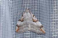Aplocera praeformata