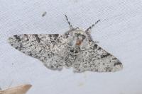 Biston betularia