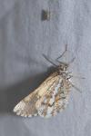 Bupalus piniaria
