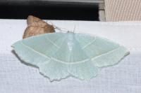 Campaea margaritaria