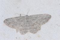 Charissa ambiguata ambiguata