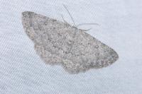 Charissa onustaria onustaria