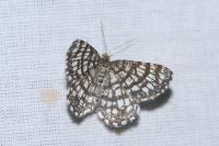 Chiasmia clathrata