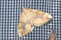 Cidaria fulvata