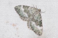 Colostygia aptata