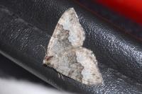 Colostygia aptata