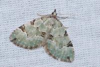 Colostygia pectinataria