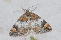 Dysstroma truncata