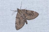 Epilobophora sabinata