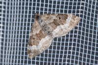 Epirrhoe alternata