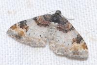 Catarhoe cuculata
