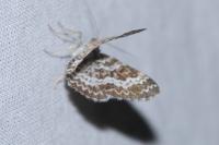 Epirrhoe pupillata