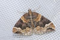 Eulithis prunata