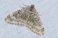 Euphyia frustata frustata