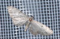 Eupithecia