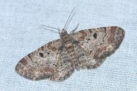 Eupithecia abietaria