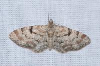 Eupithecia abietaria