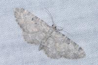 Eupithecia impurata