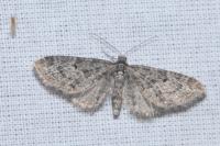 Eupithecia lariciata