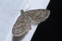 Eupithecia lariciata