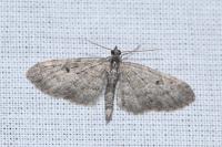 Eupithecia lariciata