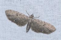 Eupithecia tripunctaria