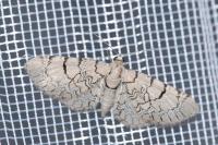 Eupithecia venosata