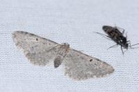 Eupithecia veratraria