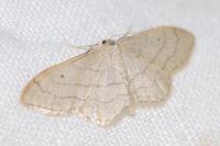Idaea aversata