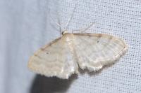 Idaea fuscovenosa