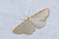 Idaea humiliata