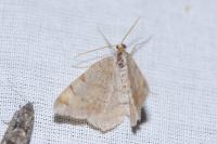Macaria liturata