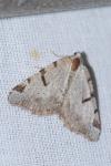 Macaria wauaria