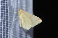 Opisthograptis luteolata
