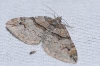 Pareulype berberata berberata