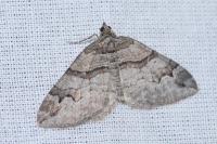 Pareulype berberata berberata