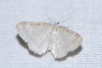 Perizoma albulata