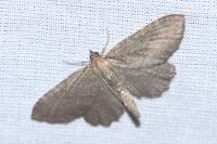Philereme vetulata