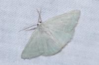 Pseudoterpna pruinata