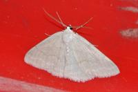 Pseudoterpna pruinata