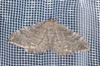 Rheumaptera montivagata