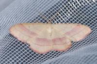 Rhodostrophia vibicaria