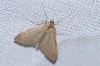 Anania terrealis