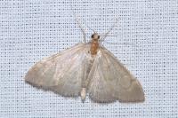 Anania terrealis