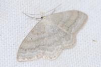 Scopula incanata